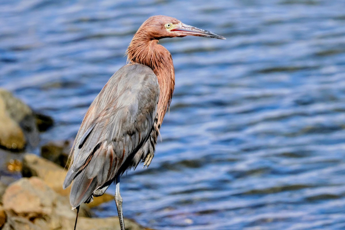 Reddish Egret - ML642894280