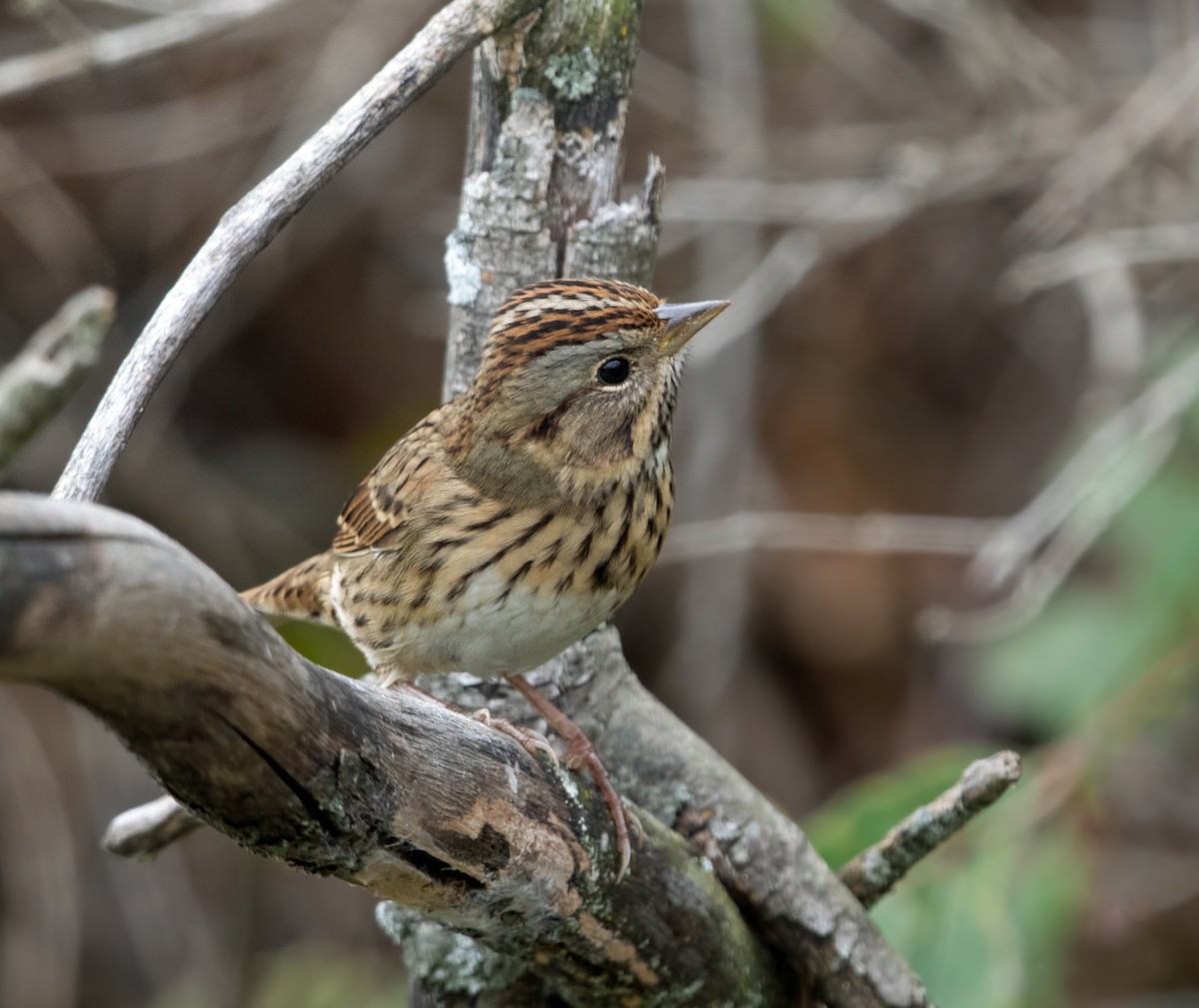 Lincoln's Sparrow - ML642894281