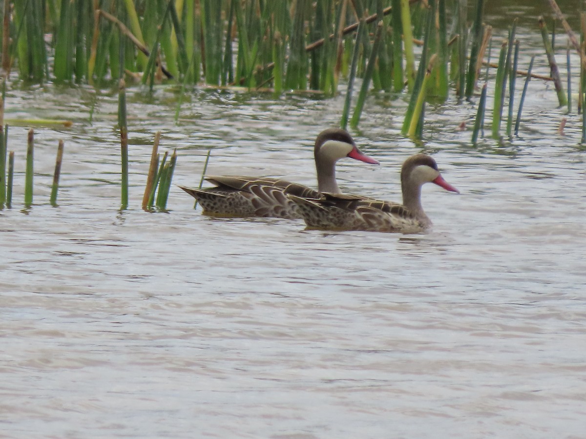 Red-billed Duck - ML642894284
