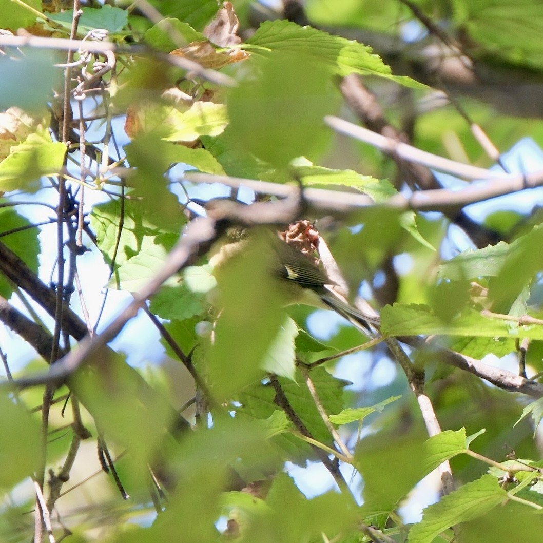Black-throated Blue Warbler - ML642894285