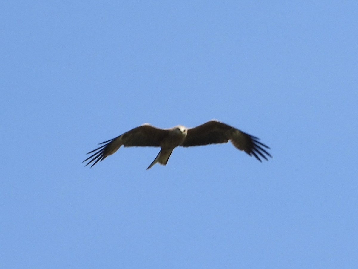 Black Kite - ML642894292