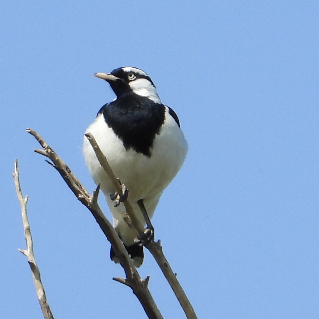 Magpie-lark - ML642894293