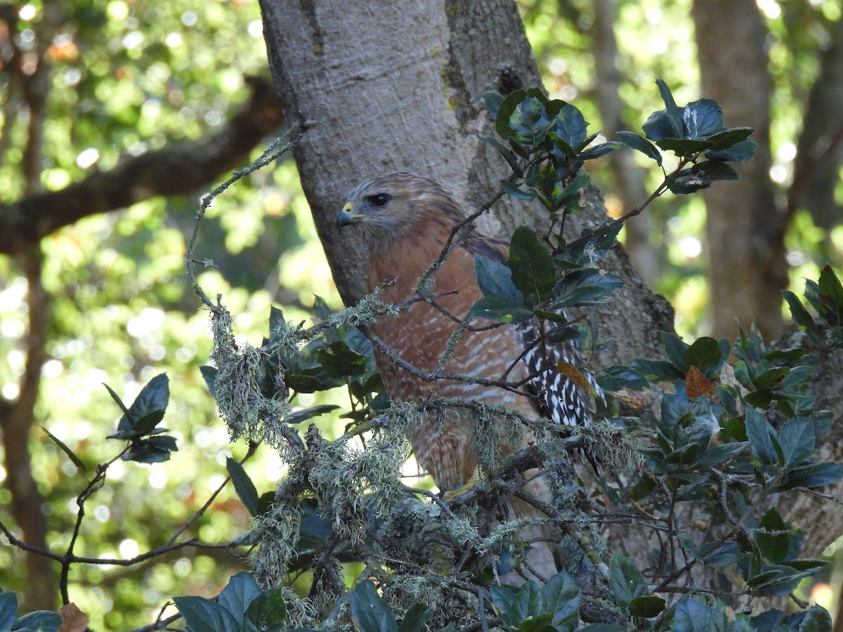 Red-shouldered Hawk - ML642894294