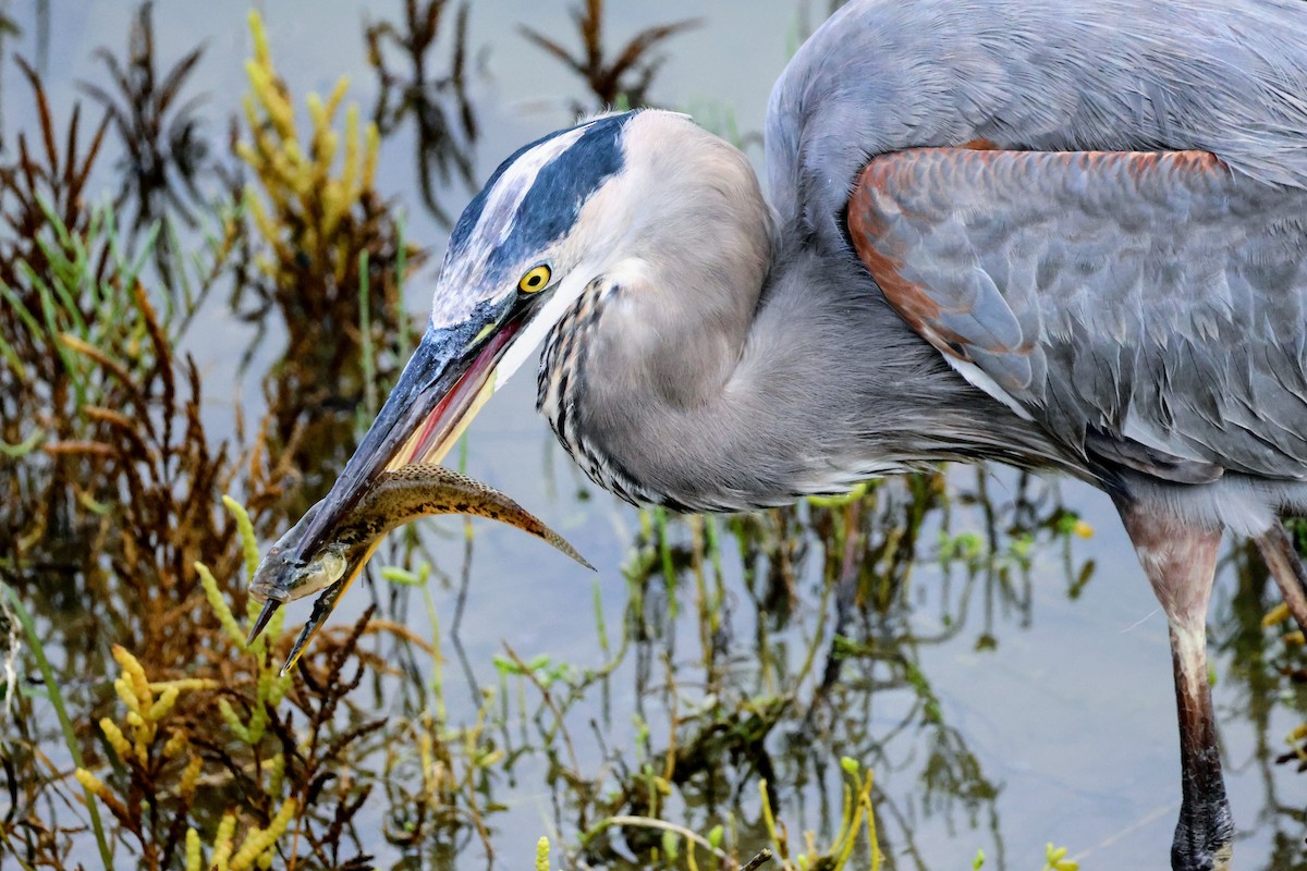 Great Blue Heron - ML642894299