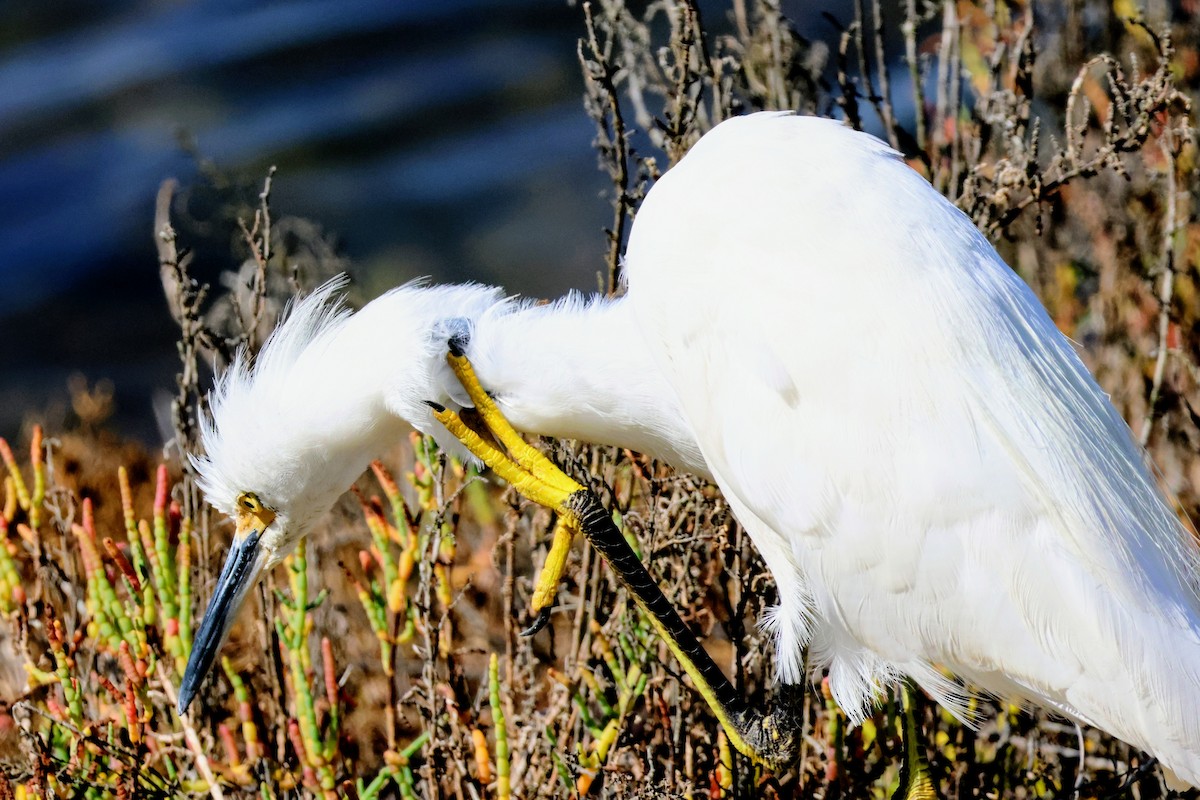 Snowy Egret - ML642894307