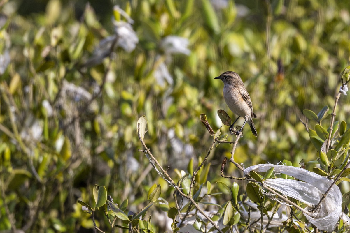 Siberian Stonechat - ML642894310