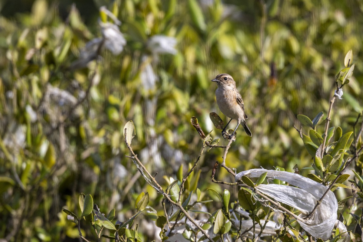 Siberian Stonechat - ML642894311