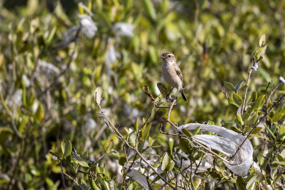 Siberian Stonechat - ML642894312