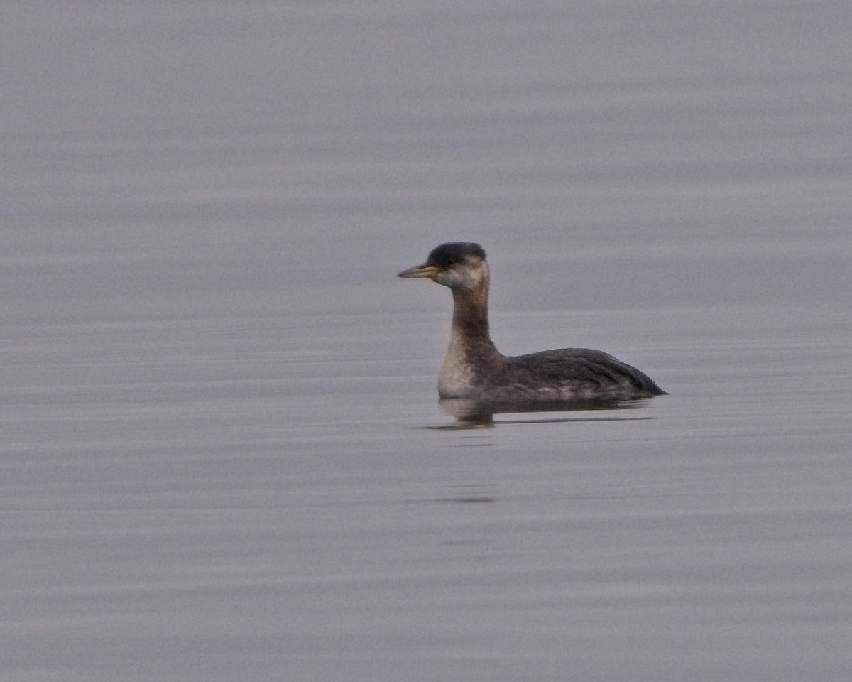 Red-necked Grebe - ML642894314