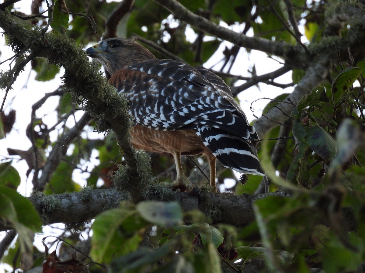 Red-shouldered Hawk - ML642894317
