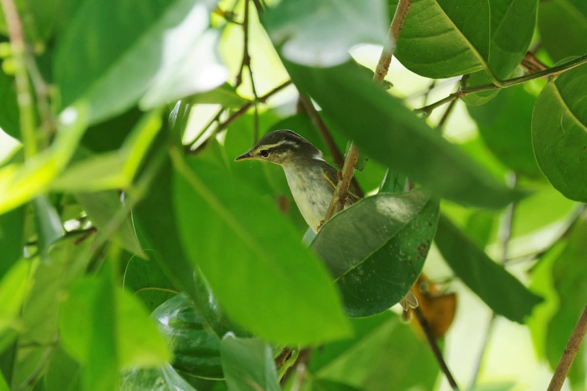 Eastern Crowned Warbler - ML642894318