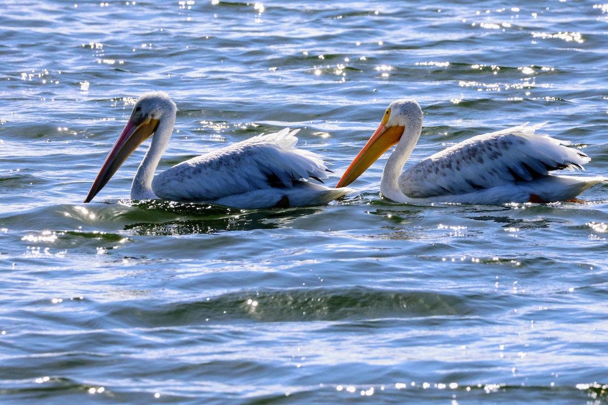 American White Pelican - ML642894325