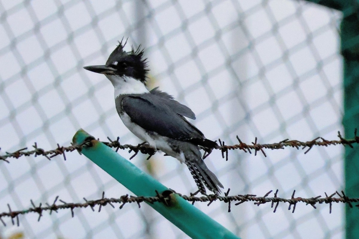Belted Kingfisher - ML642894329