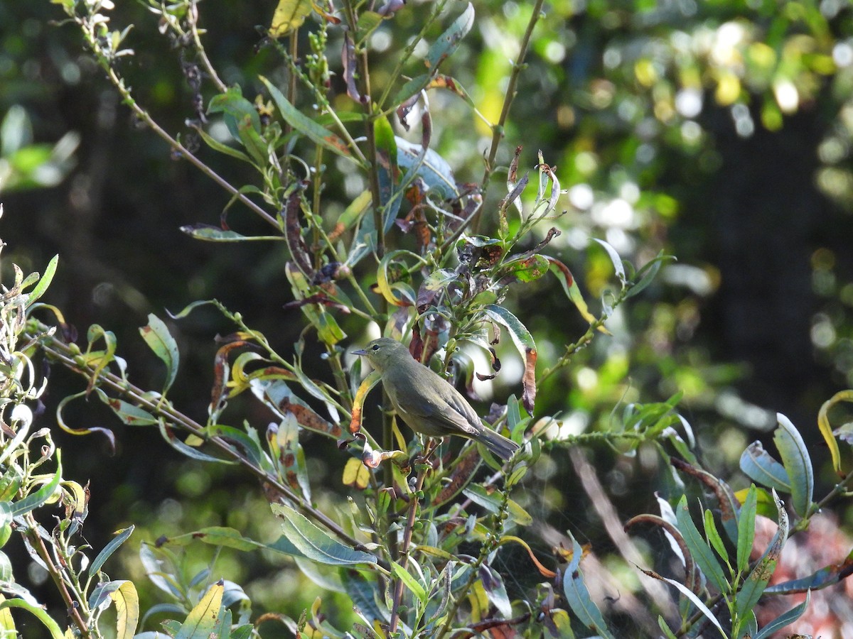 Orange-crowned Warbler - ML642894330