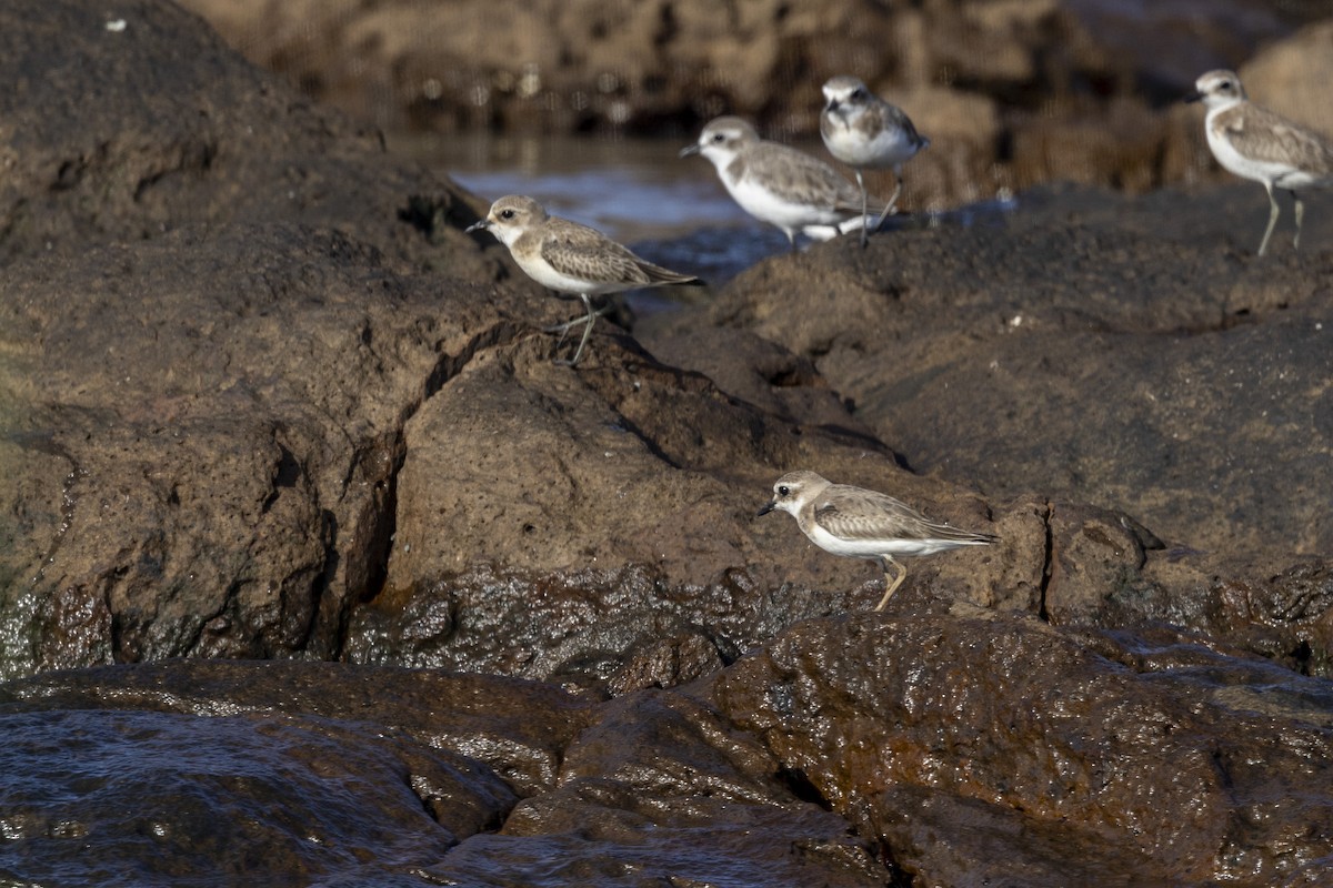 Greater Sand-Plover - ML642894335