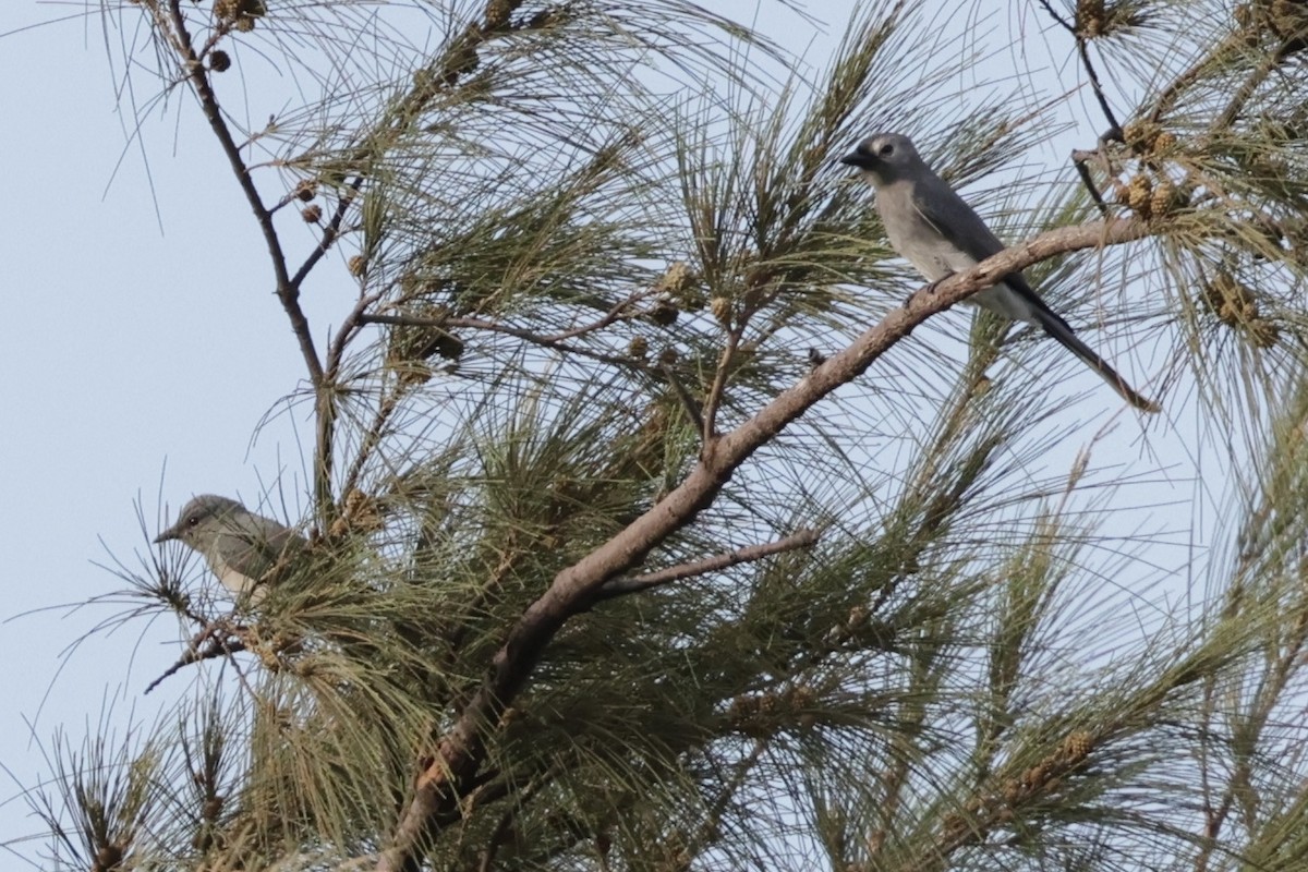 Black-winged Cuckooshrike - ML642894345