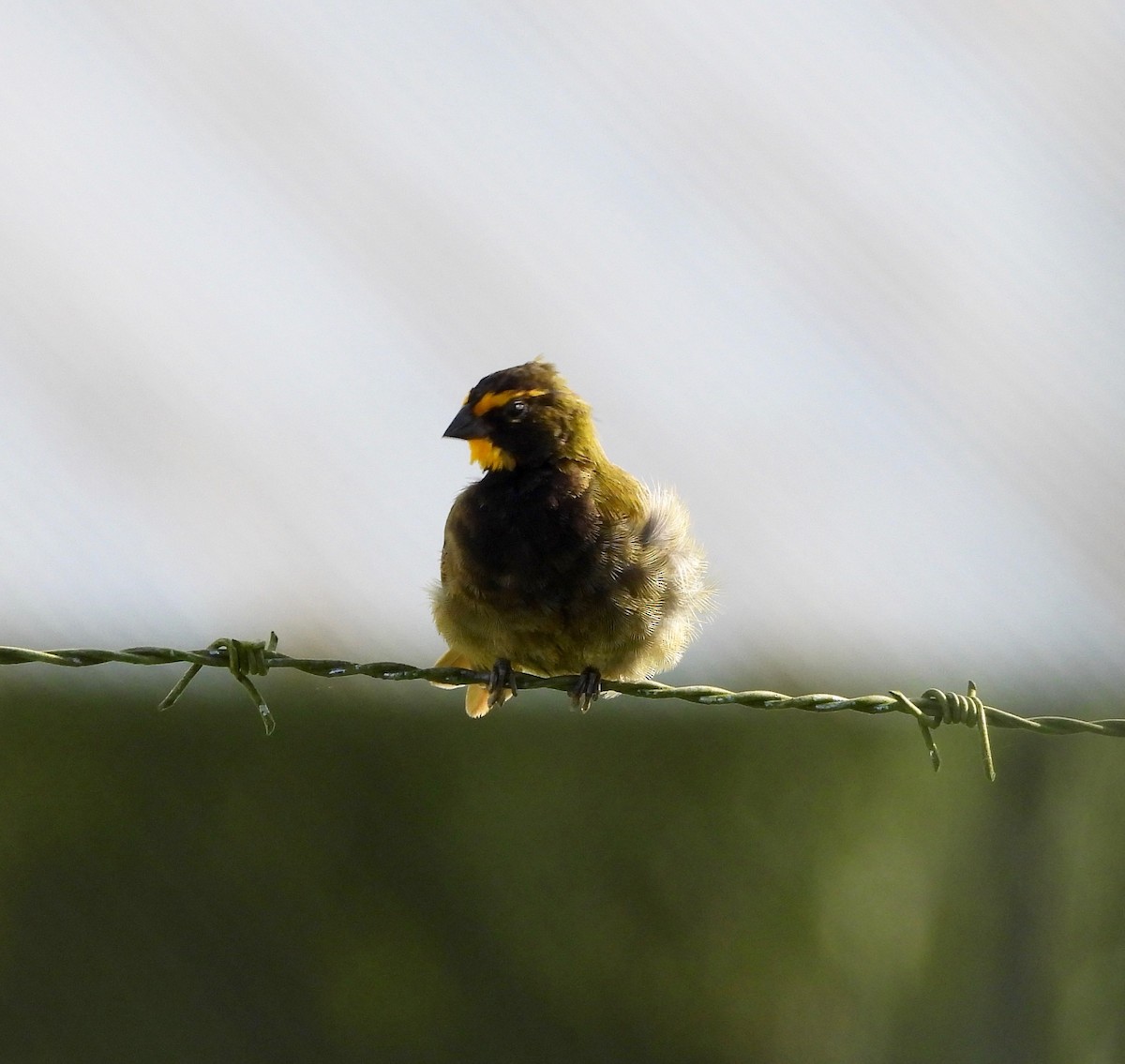 Yellow-faced Grassquit - ML642894346