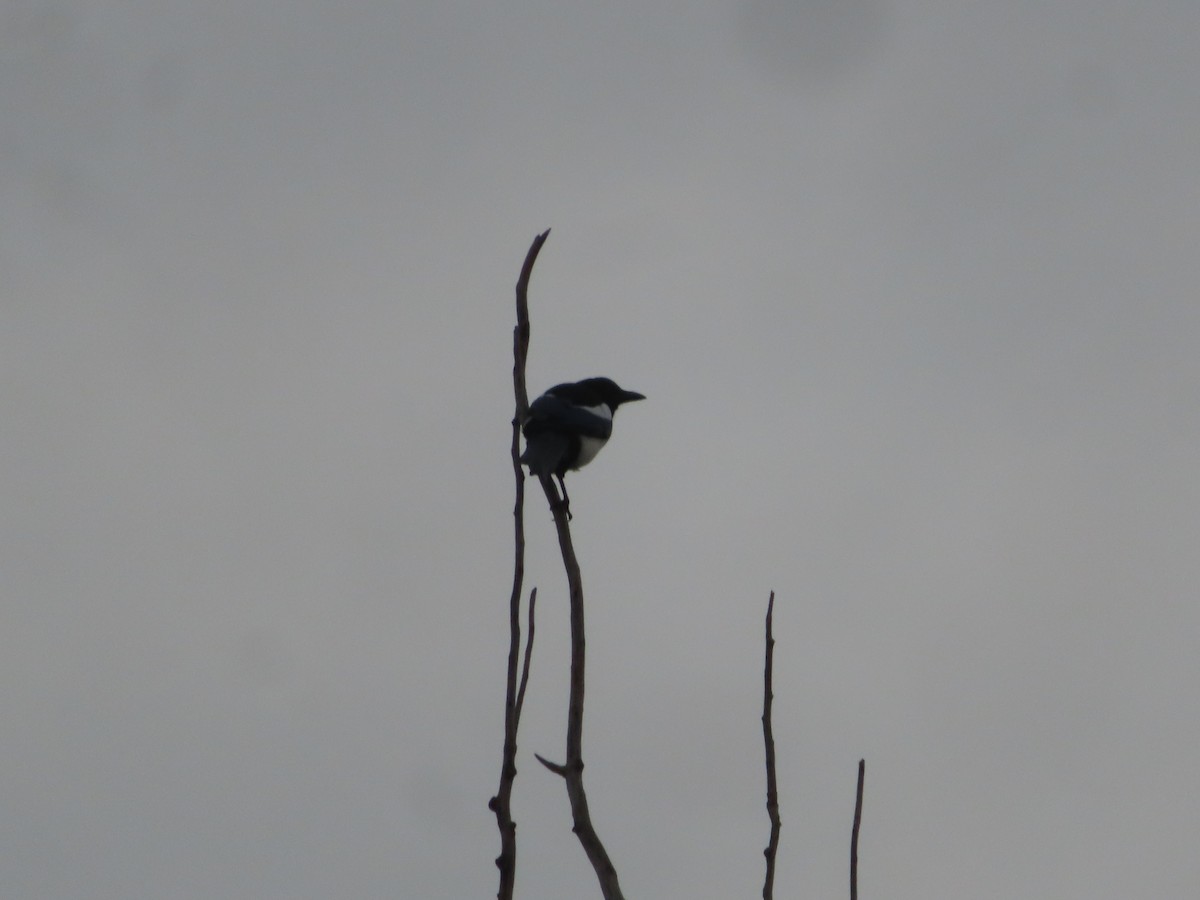 Black-billed Magpie - ML642894348