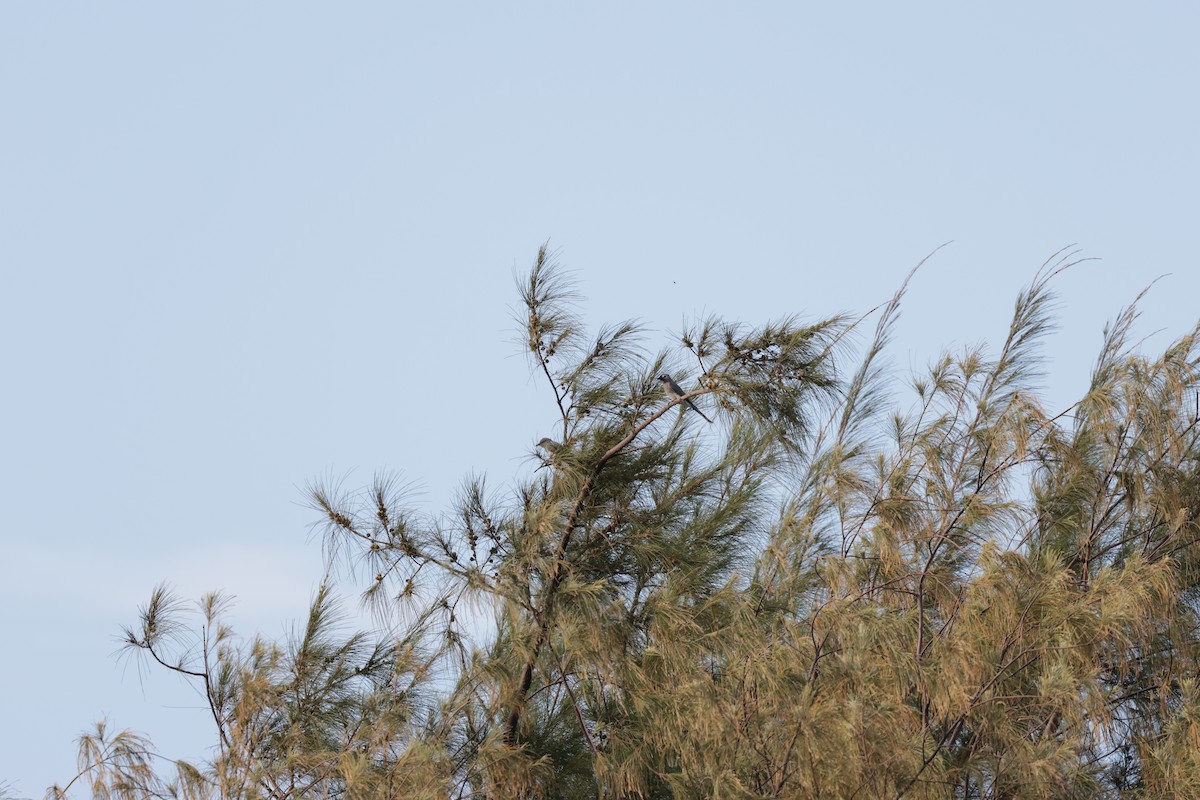 Black-winged Cuckooshrike - ML642894349