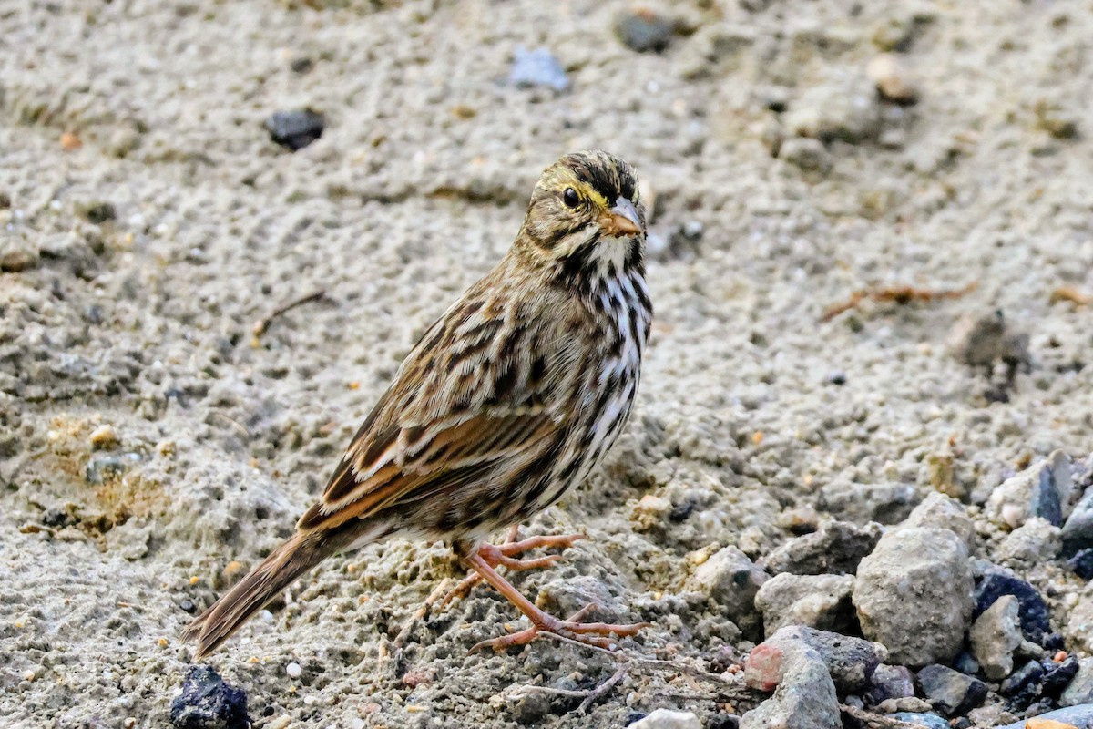 Savannah Sparrow - ML642894352