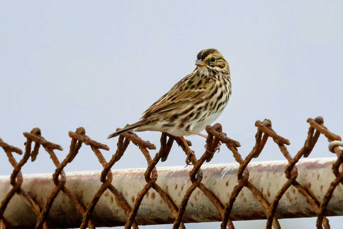 Savannah Sparrow - ML642894353