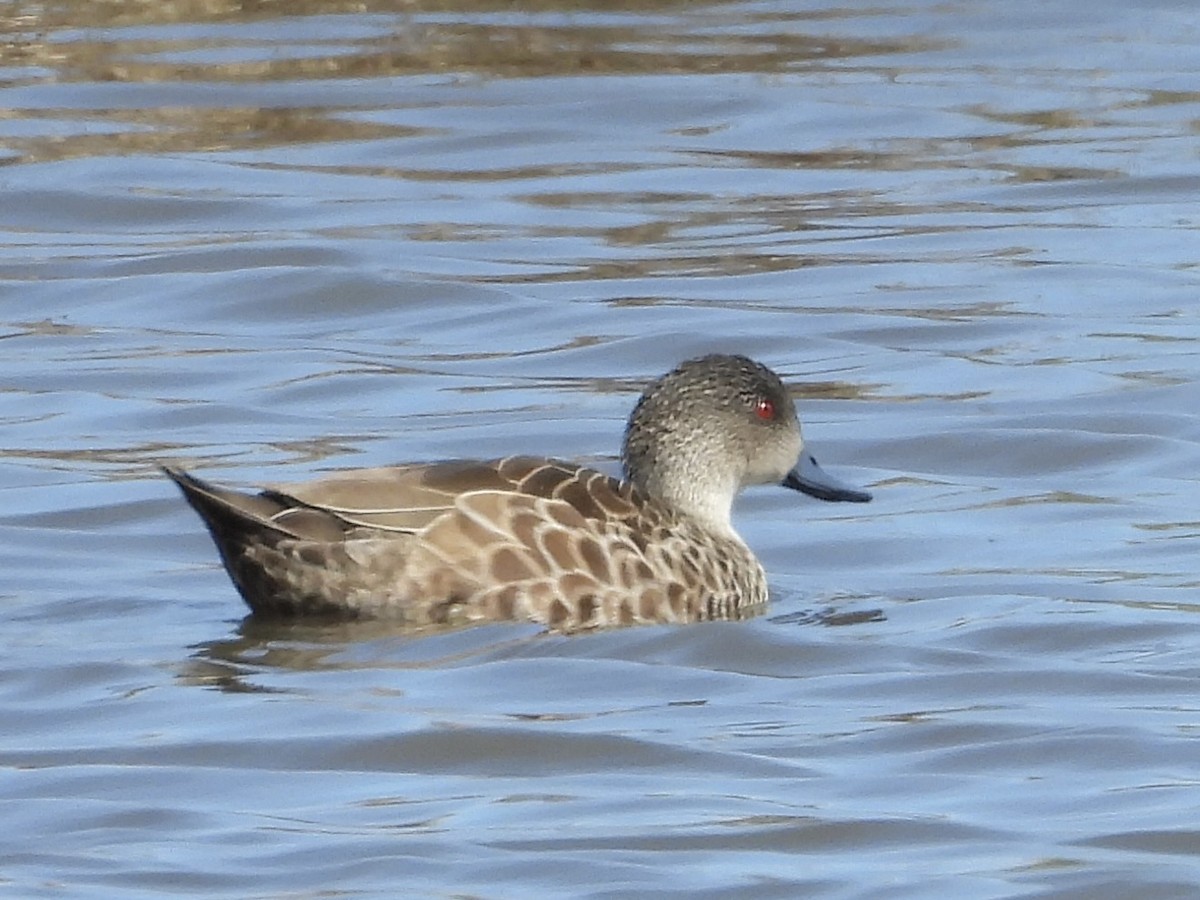 Gray Teal - ML642894355