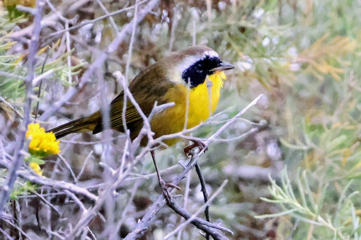 Common Yellowthroat - ML642894362