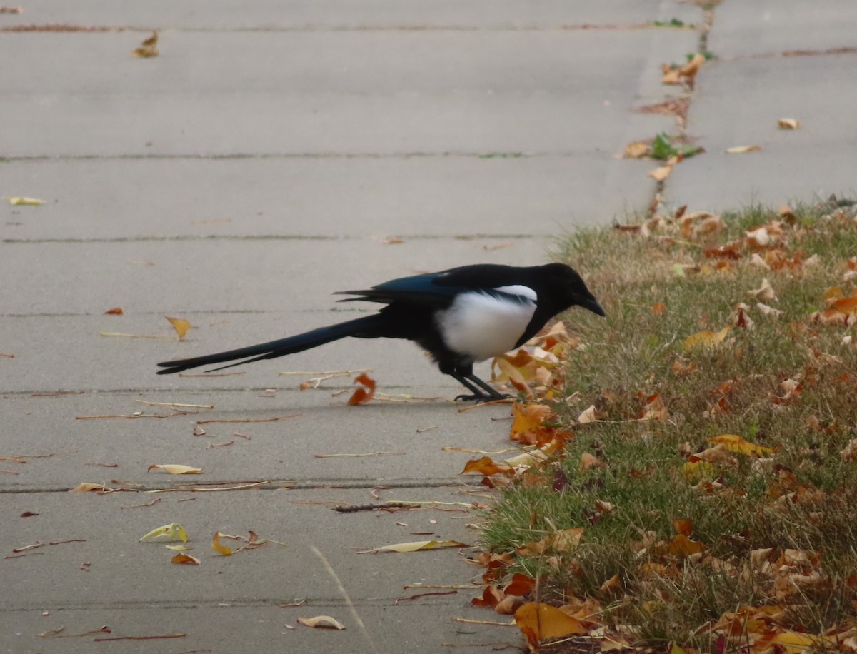 Black-billed Magpie - ML642894364