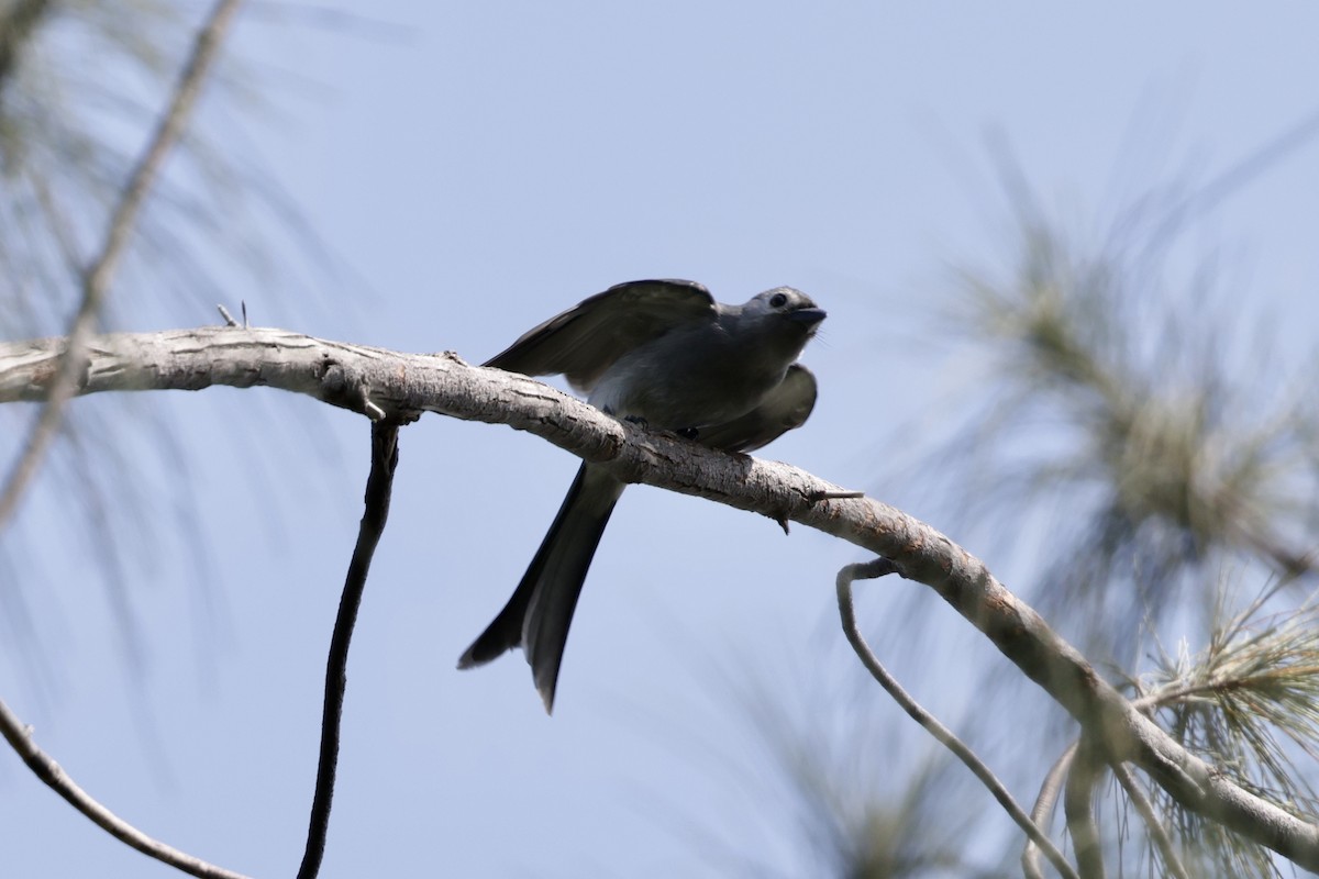 askedrongo - ML642894369