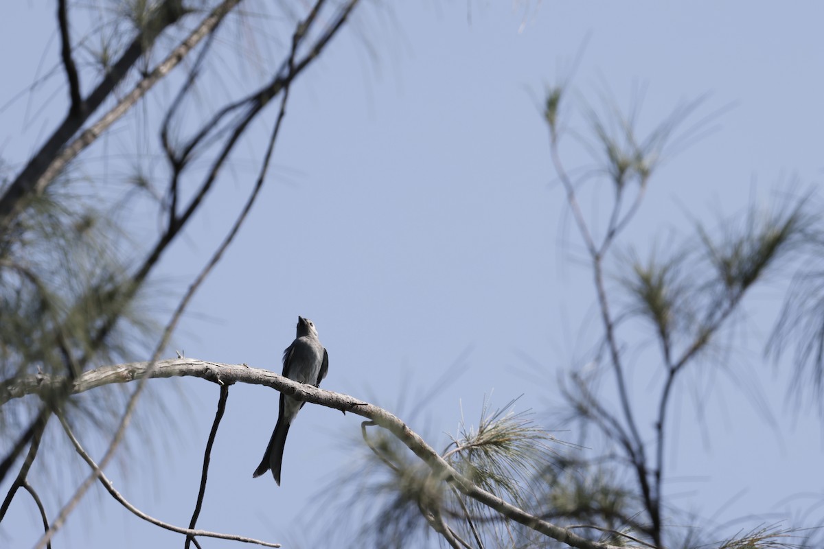 askedrongo - ML642894370