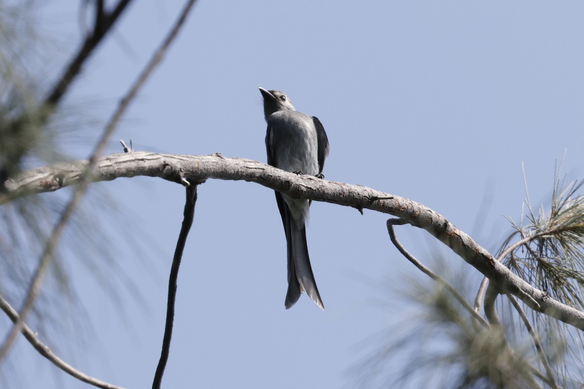 askedrongo - ML642894371