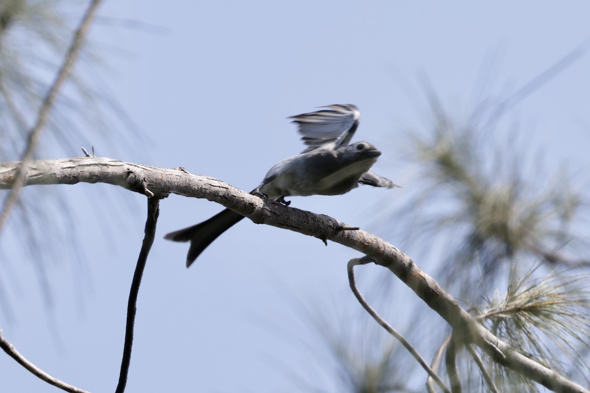 askedrongo - ML642894372