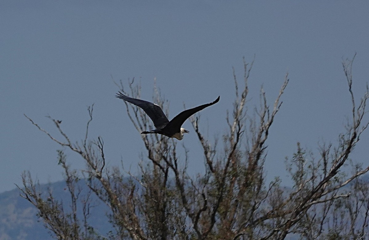 Pacific Heron - ML642894441