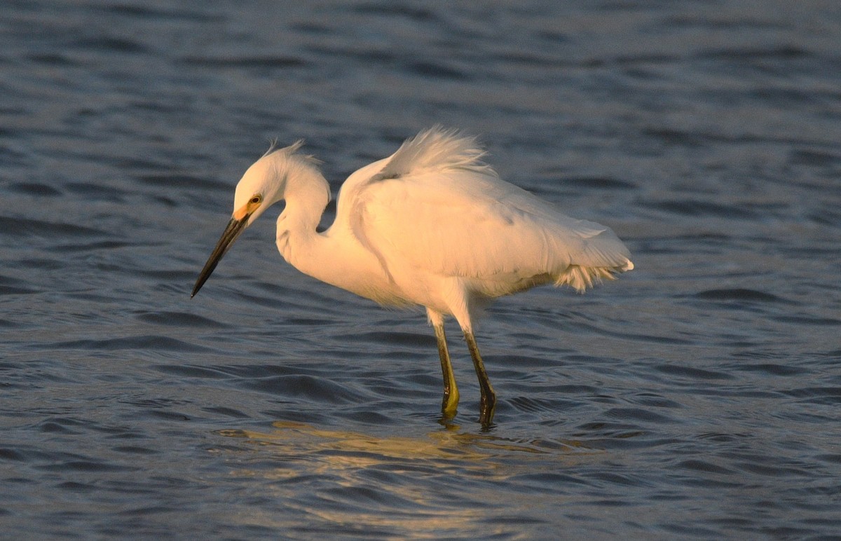 Snowy Egret - ML642894477