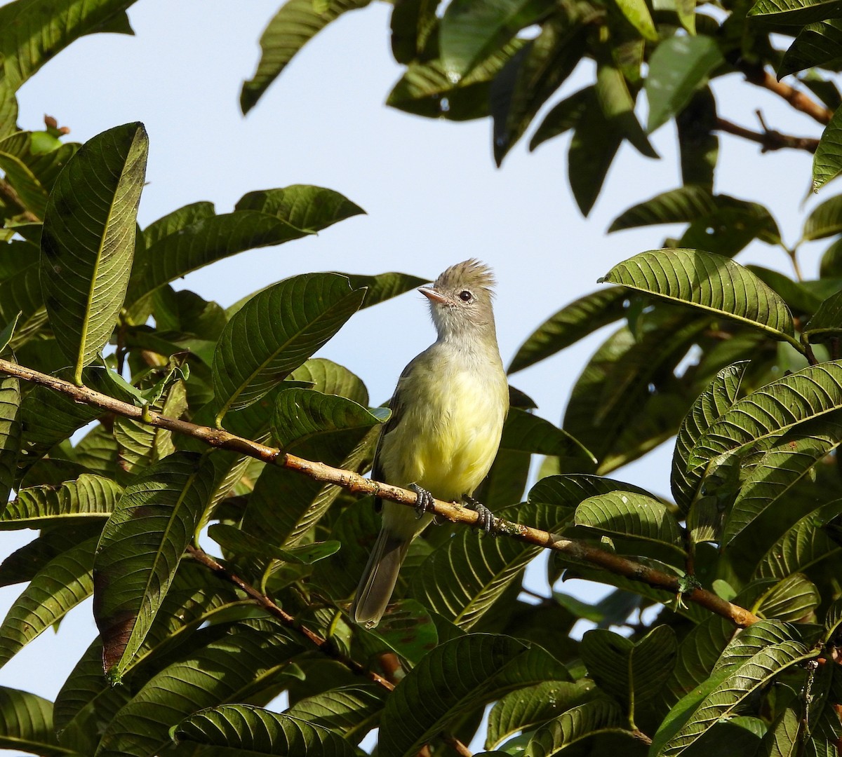 Yellow-bellied Elaenia - ML642894478