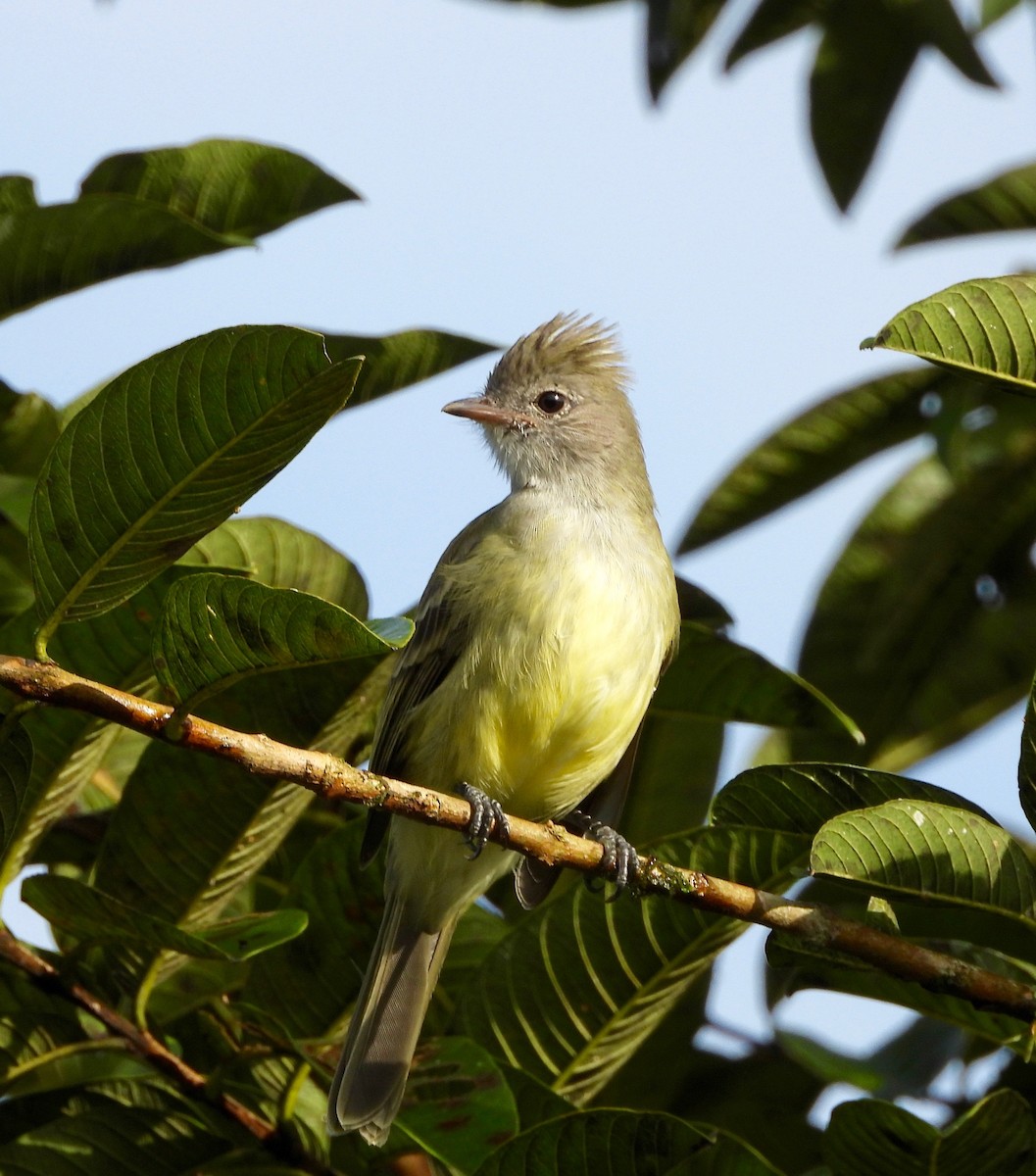 Yellow-bellied Elaenia - ML642894479