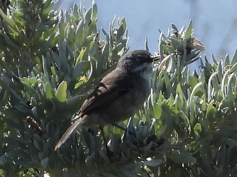 White-browed Scrubwren - ML642894480