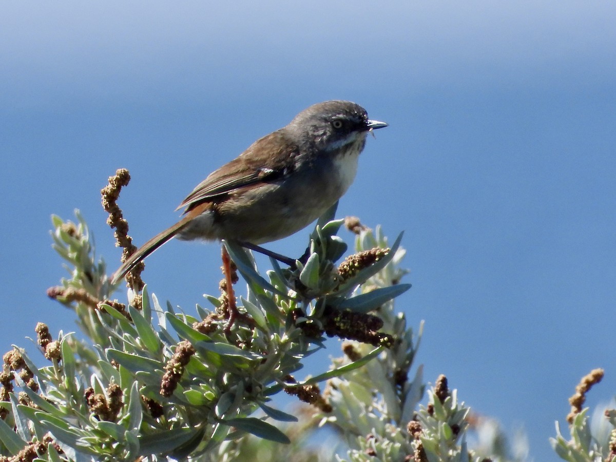 White-browed Scrubwren - ML642894481