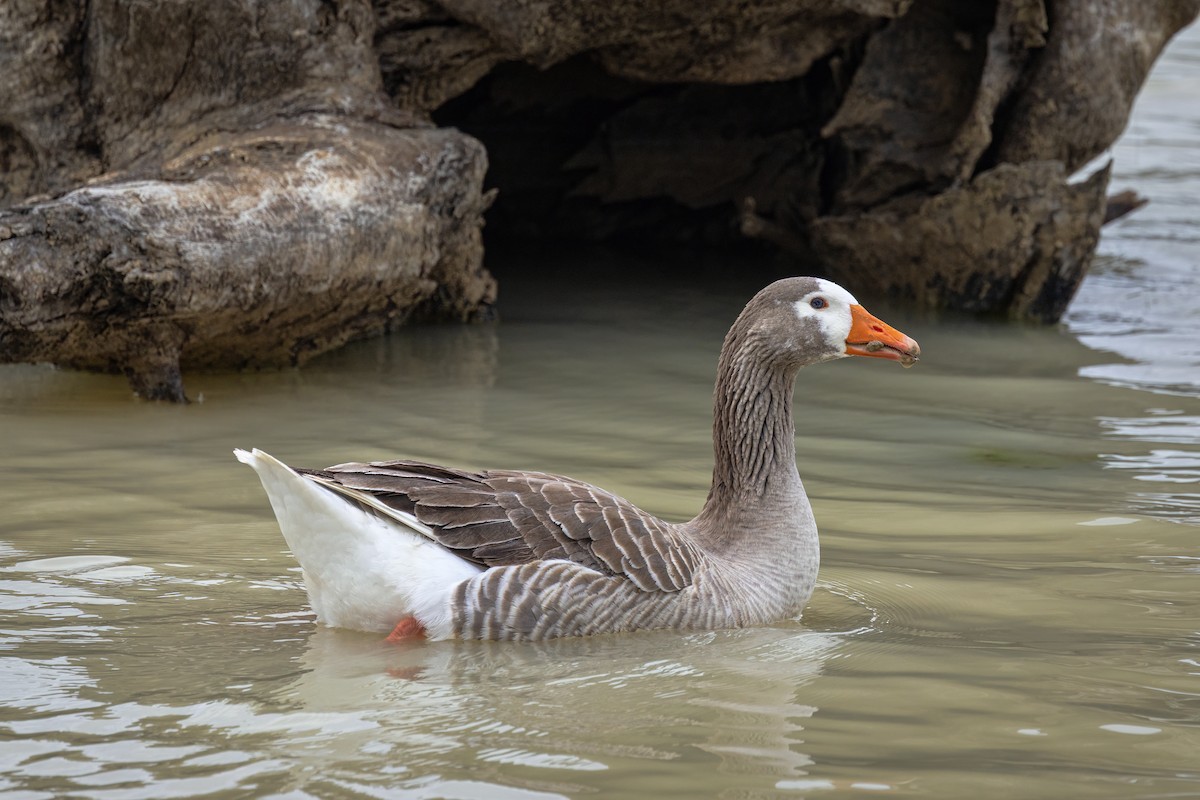 Domestic goose sp. (Domestic type) - ML642894482