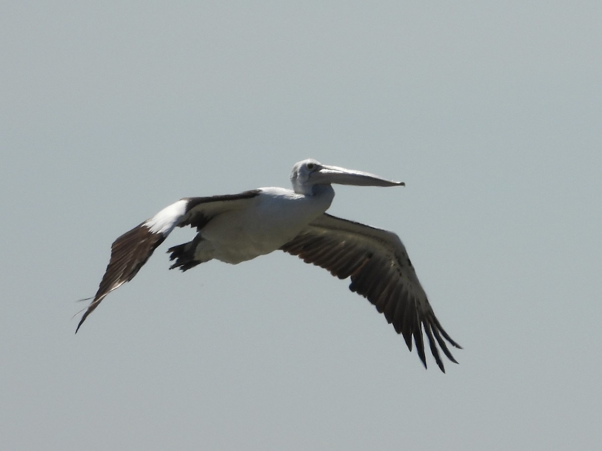 Australian Pelican - ML642894486