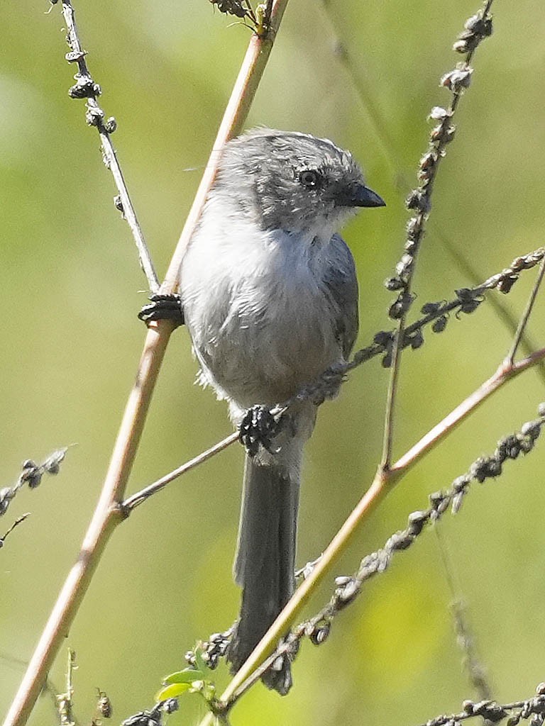 Bushtit - ML642894489
