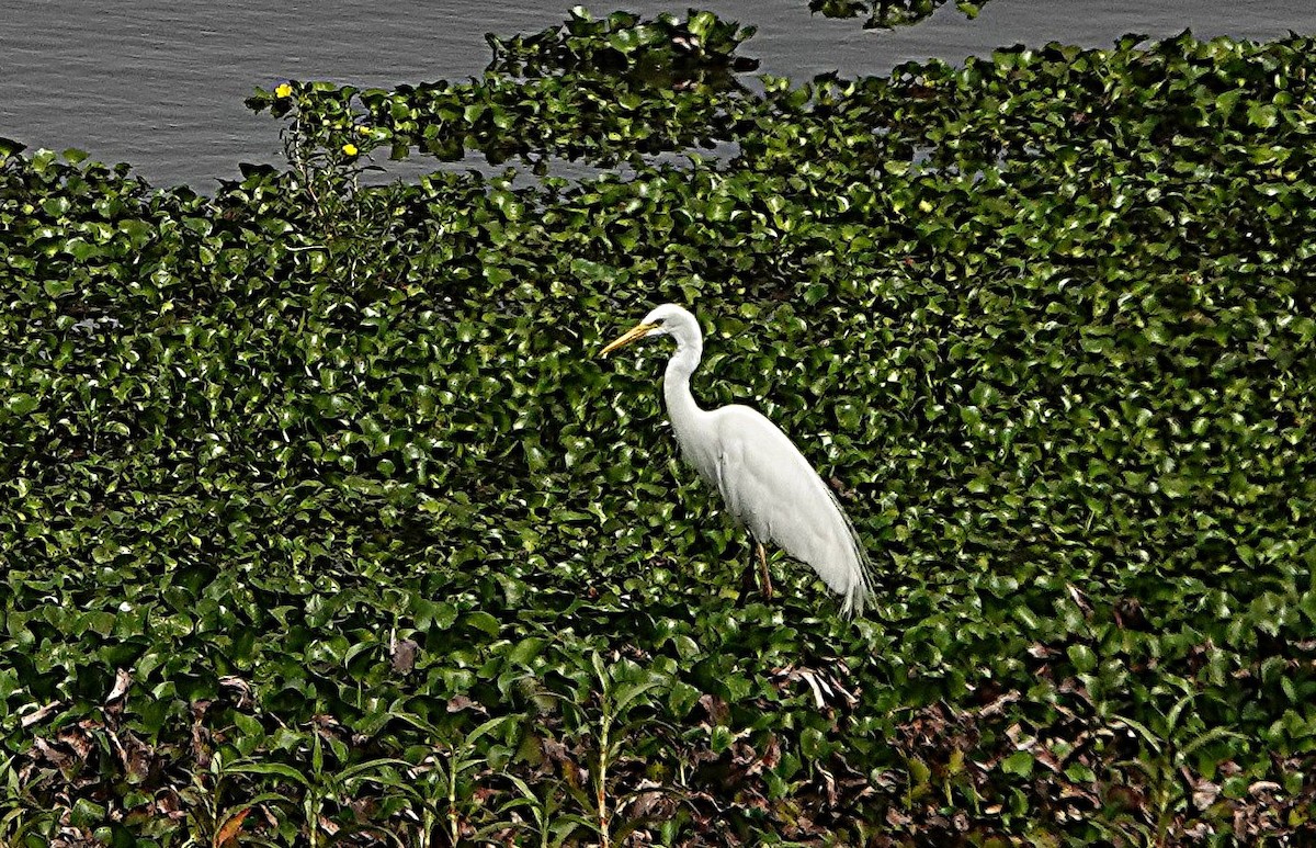 Plumed Egret - ML642894492
