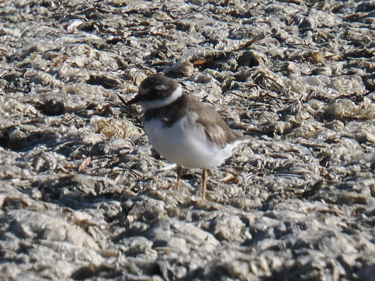 kulík písečný - ML642894493