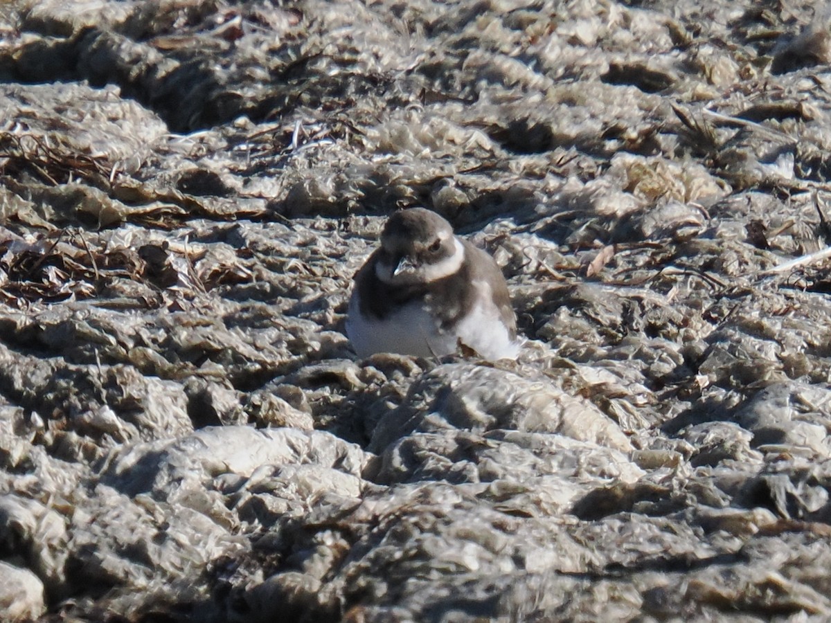 kulík písečný - ML642894494