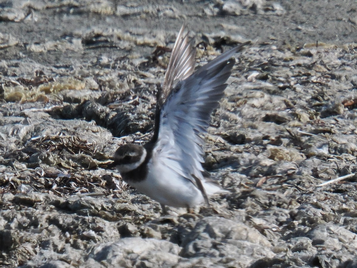 kulík písečný - ML642894495