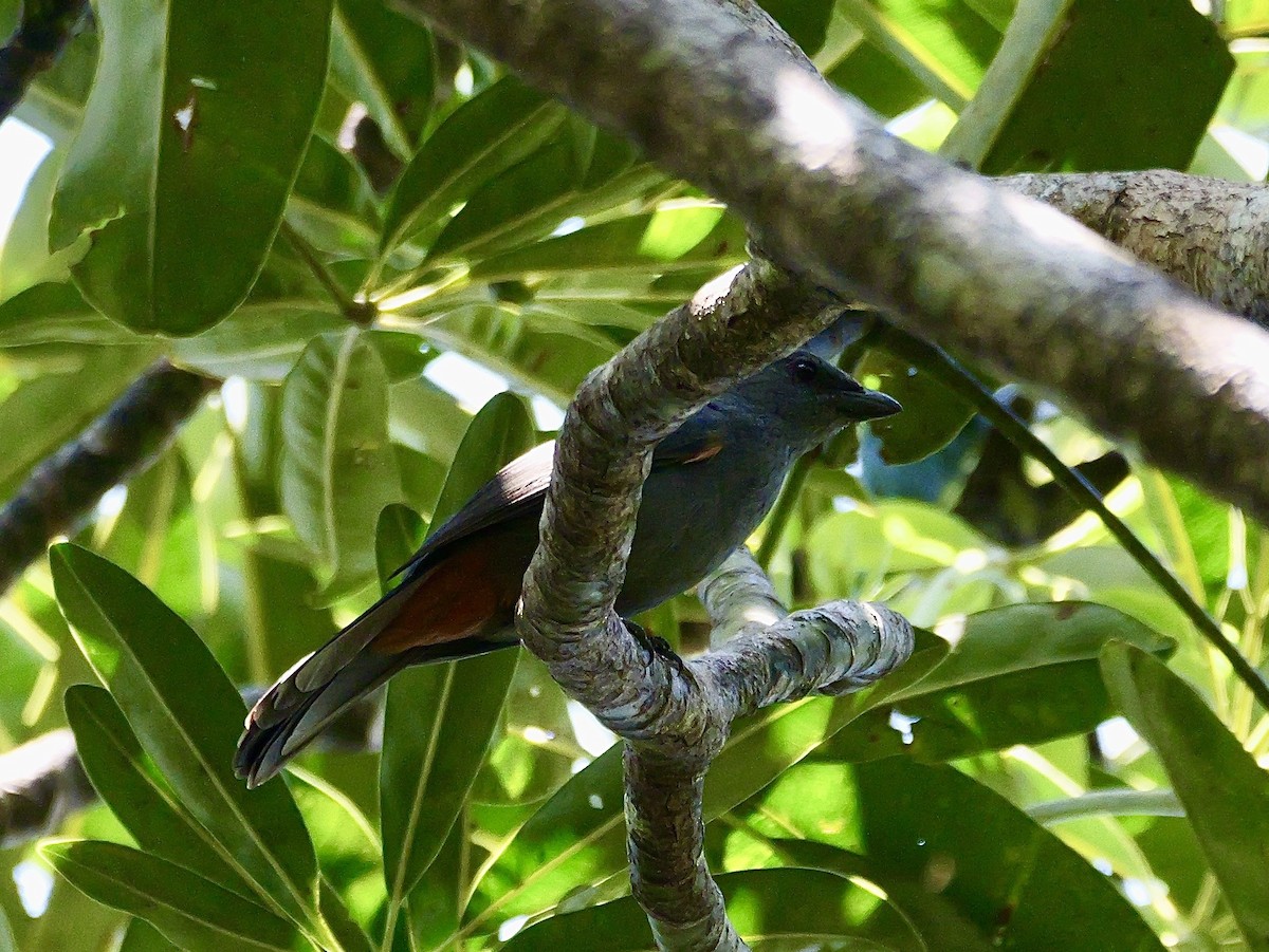 New Caledonian Cuckooshrike - ML642894499