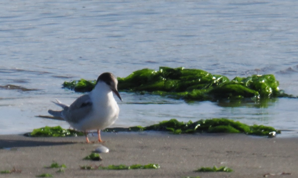 rybák obecný - ML642894500