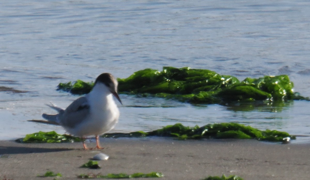 rybák obecný - ML642894501