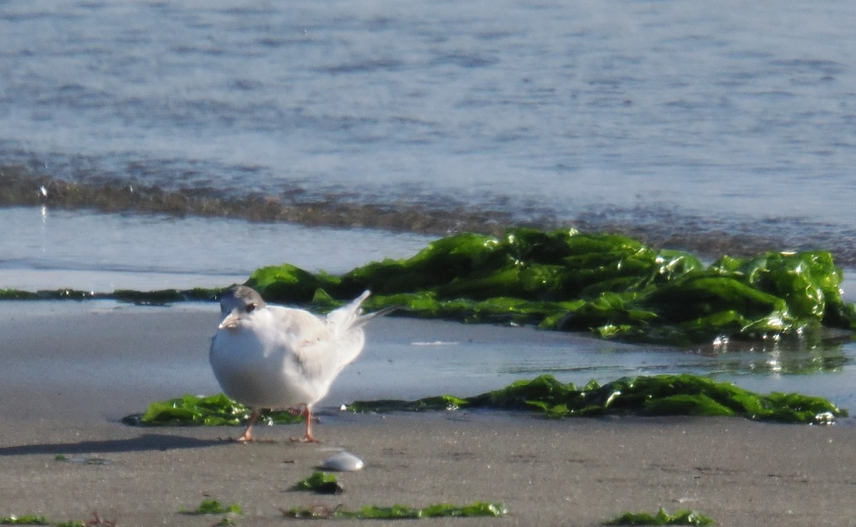 rybák obecný - ML642894502