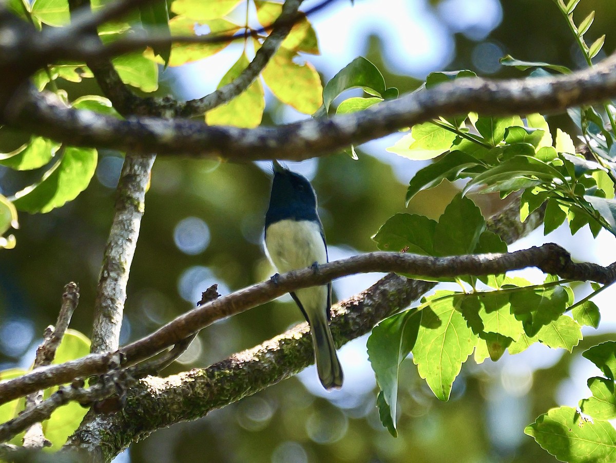 Melanesian Flycatcher - ML642894505